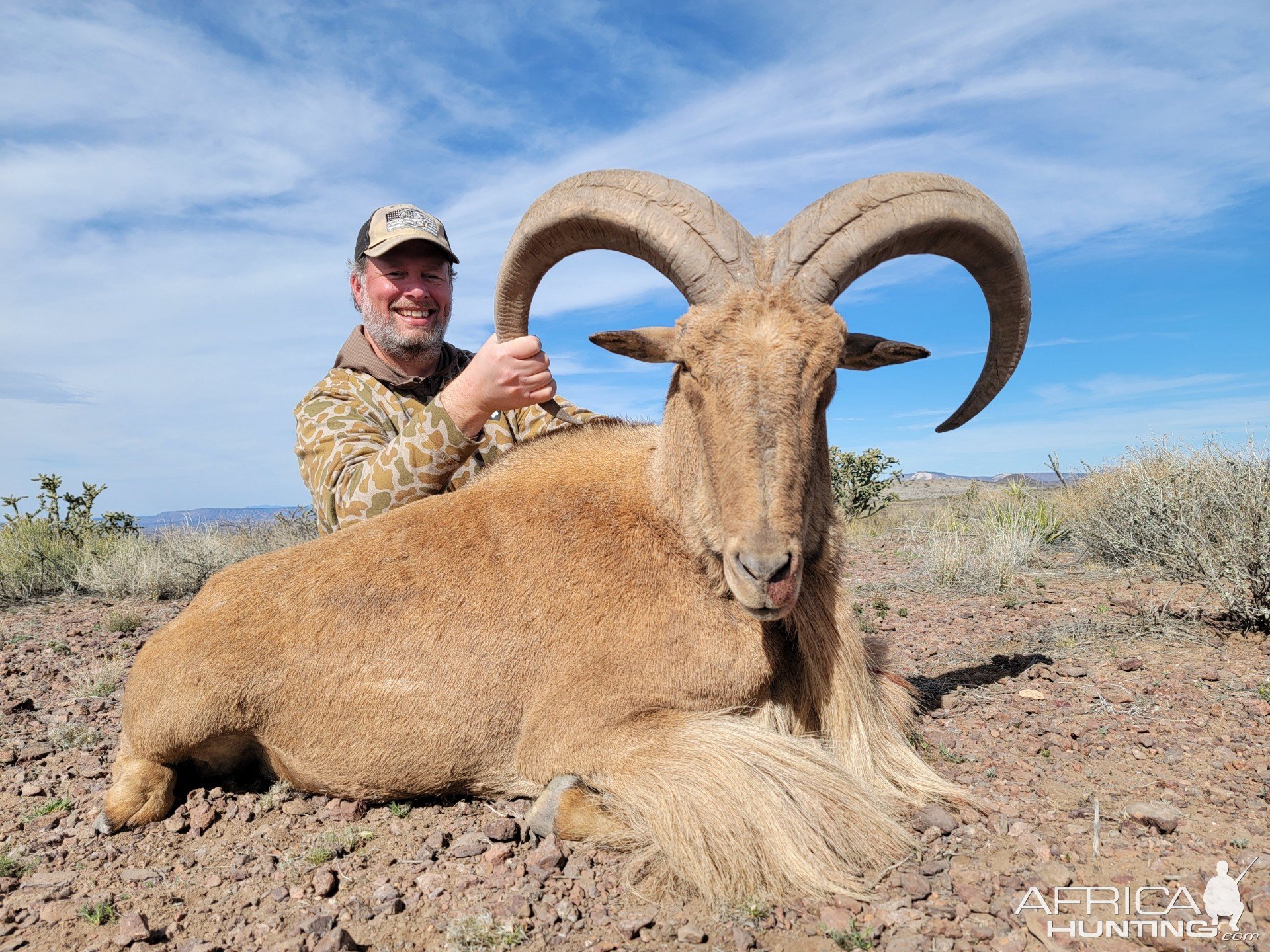 Aoudad Ram Hunt Alpine Texas