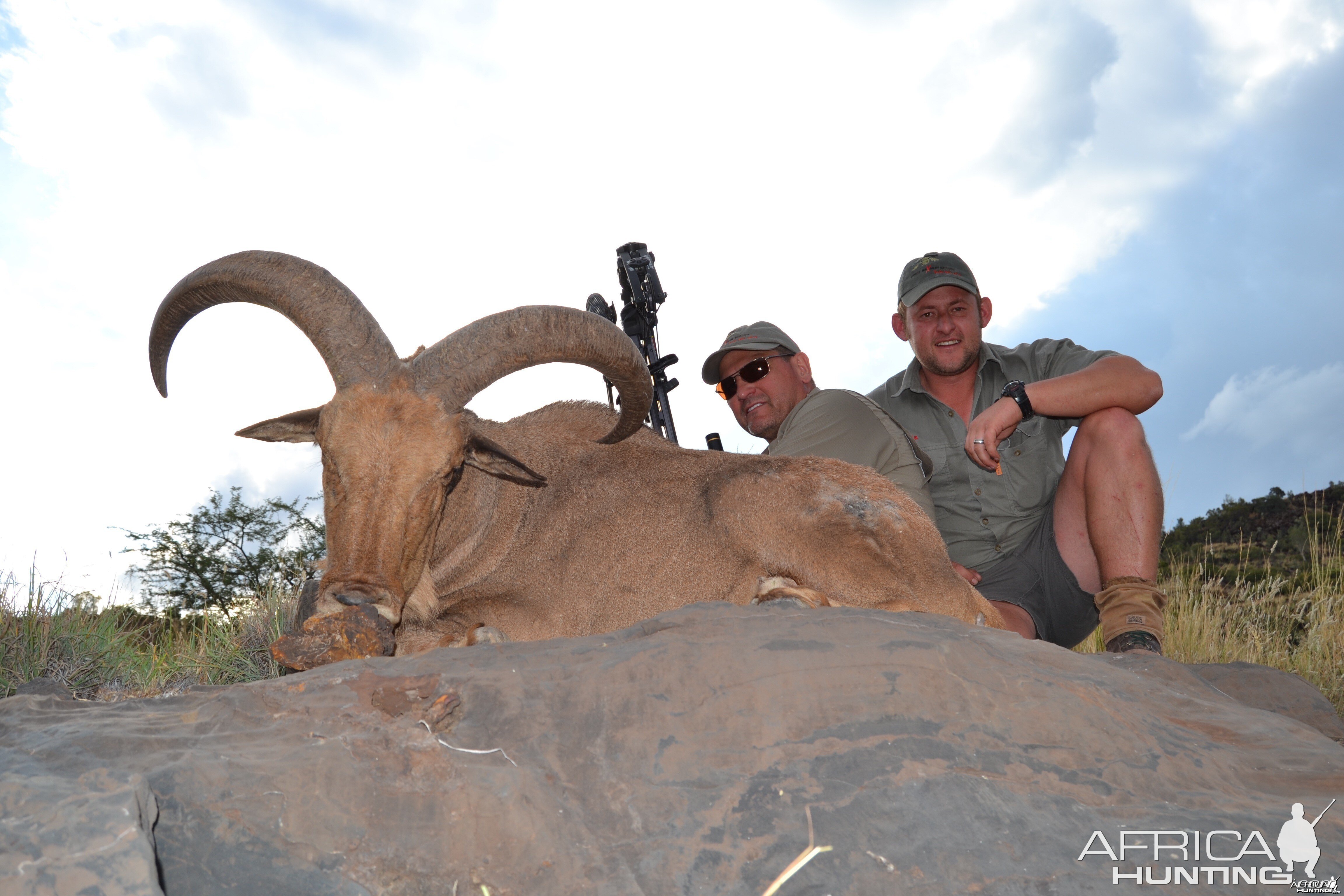 Aoudad Ram