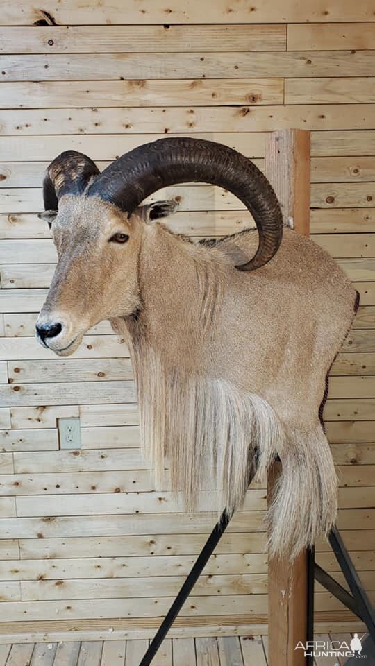 Aoudad Shoulder Mount Taxidermy