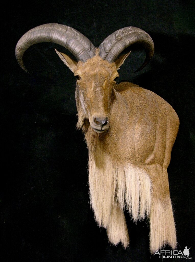 Aoudad Shoulder Mount Taxidermy