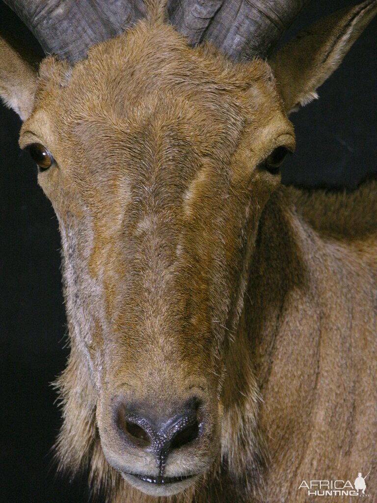 Aoudad Shoulder Mount Taxidermy