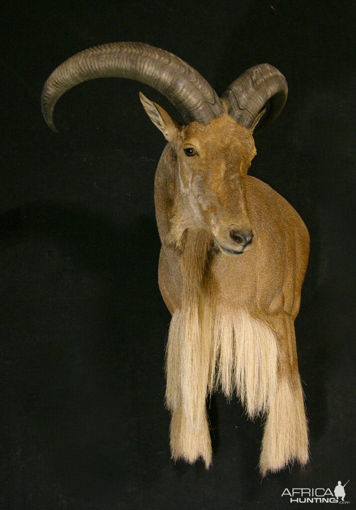 Aoudad Shoulder Mount Taxidermy