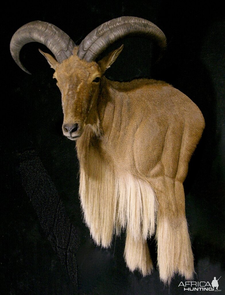 Aoudad Shoulder Mount Taxidermy