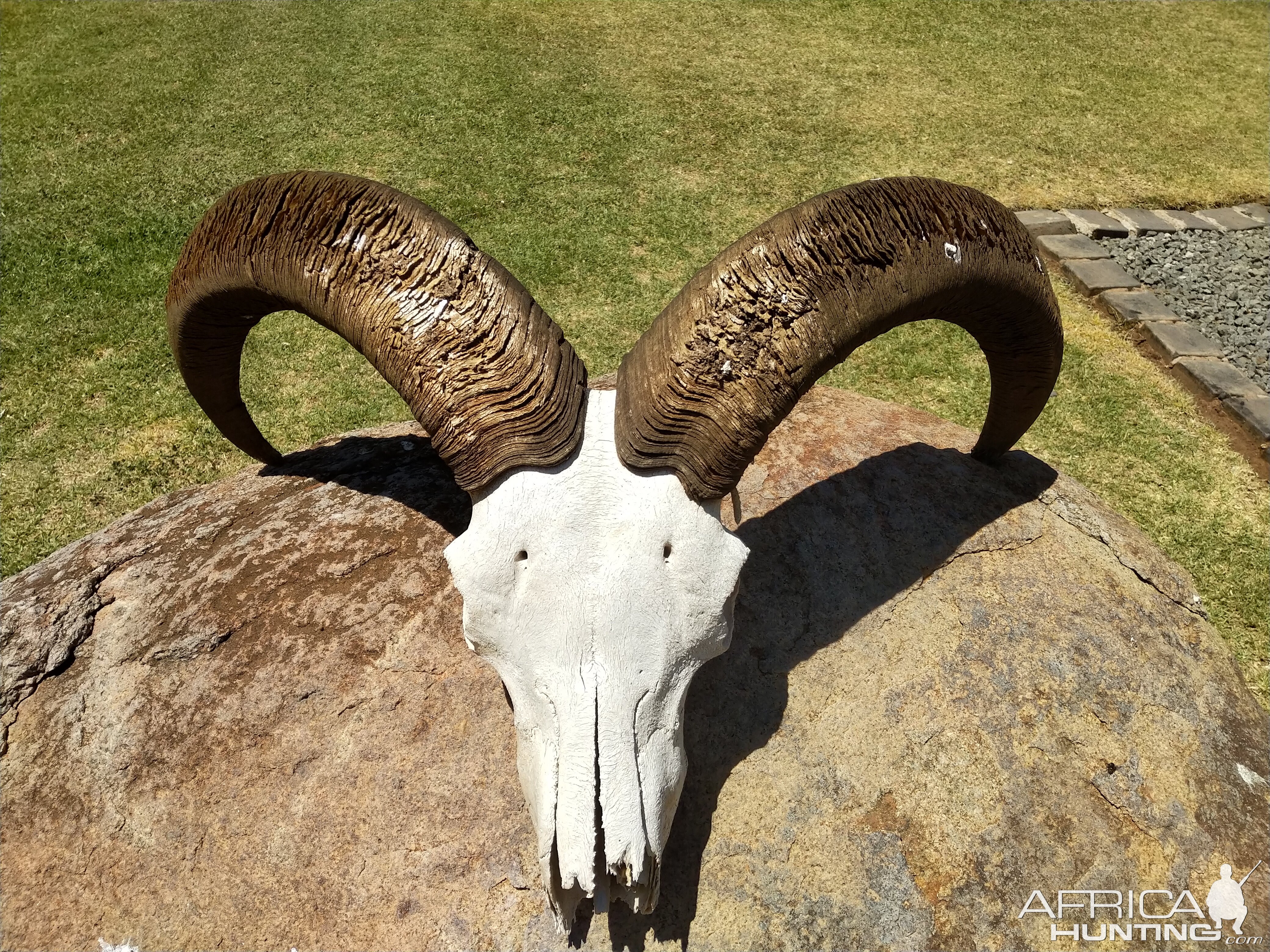 Aoudad Skull