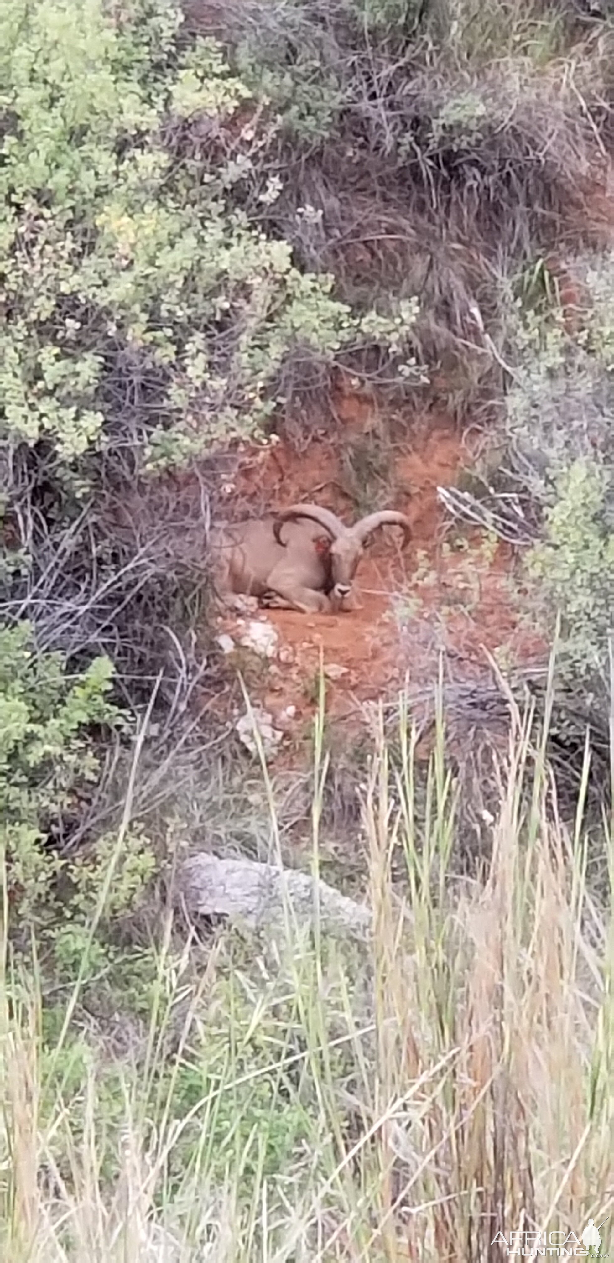 Aoudad slpeeing Texas