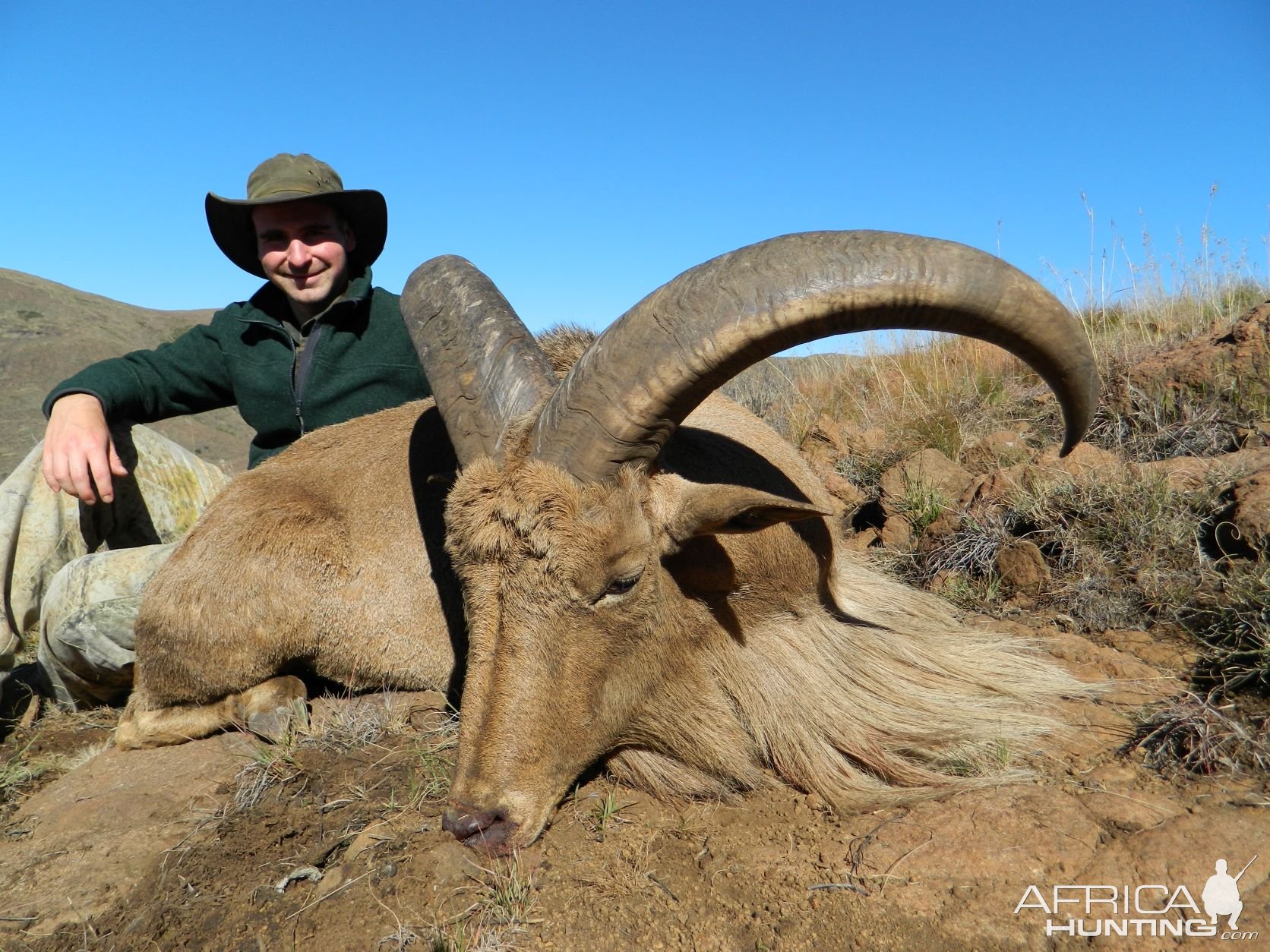 Aoudad South Africa