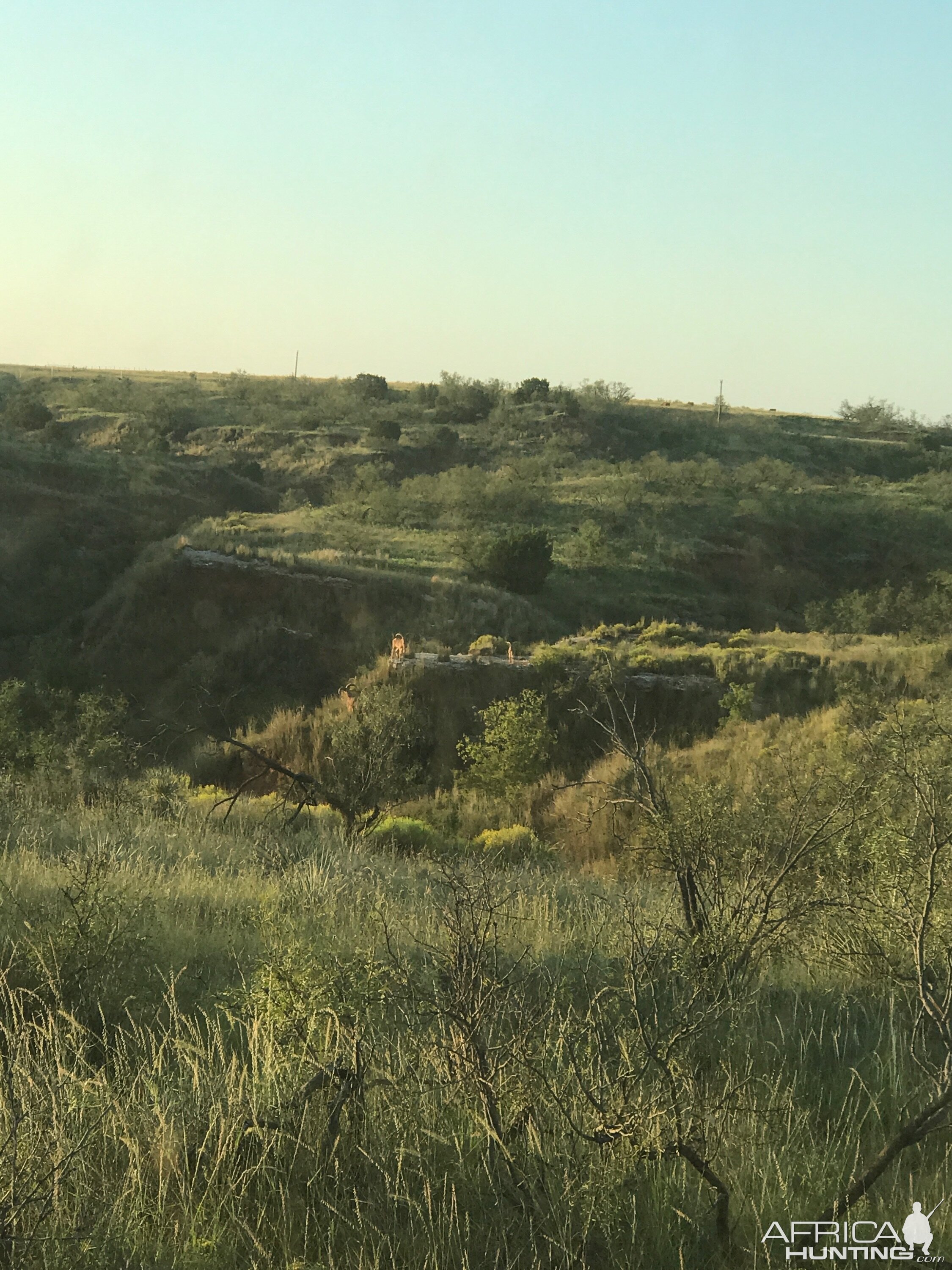 Aoudad Texas USA