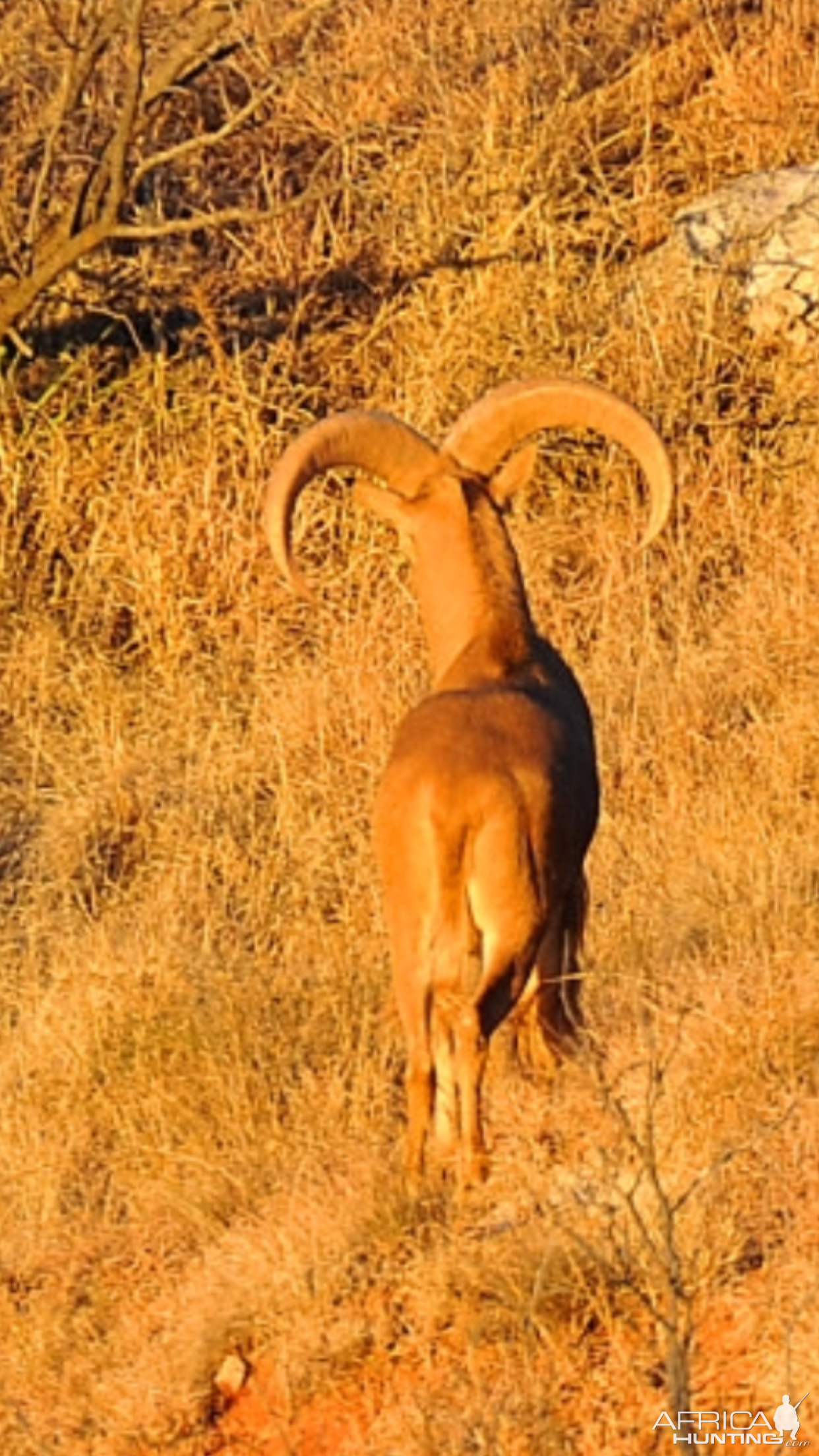 Aoudad Texas USA