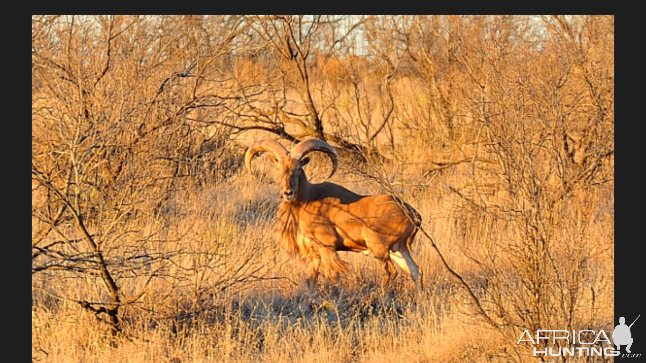 Aoudad Texas USA