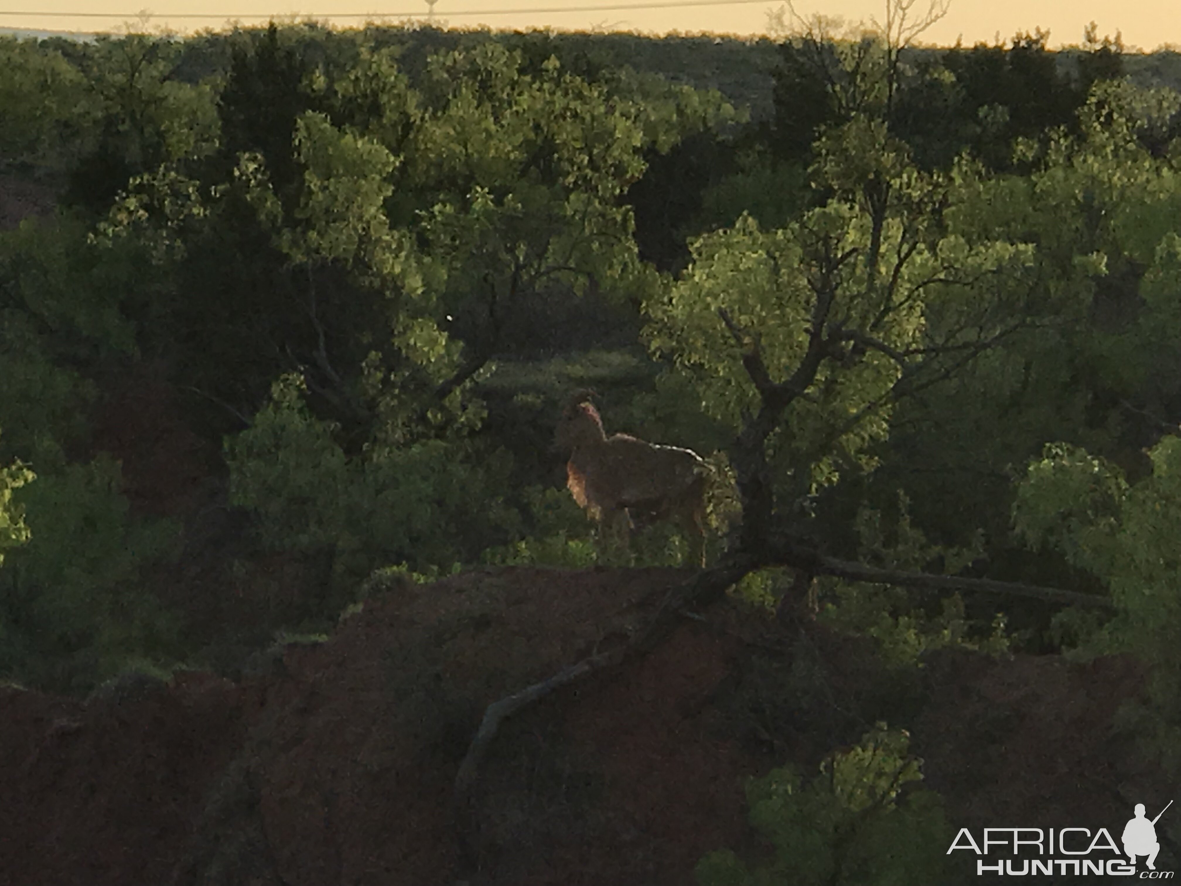 Aoudad Texas USA