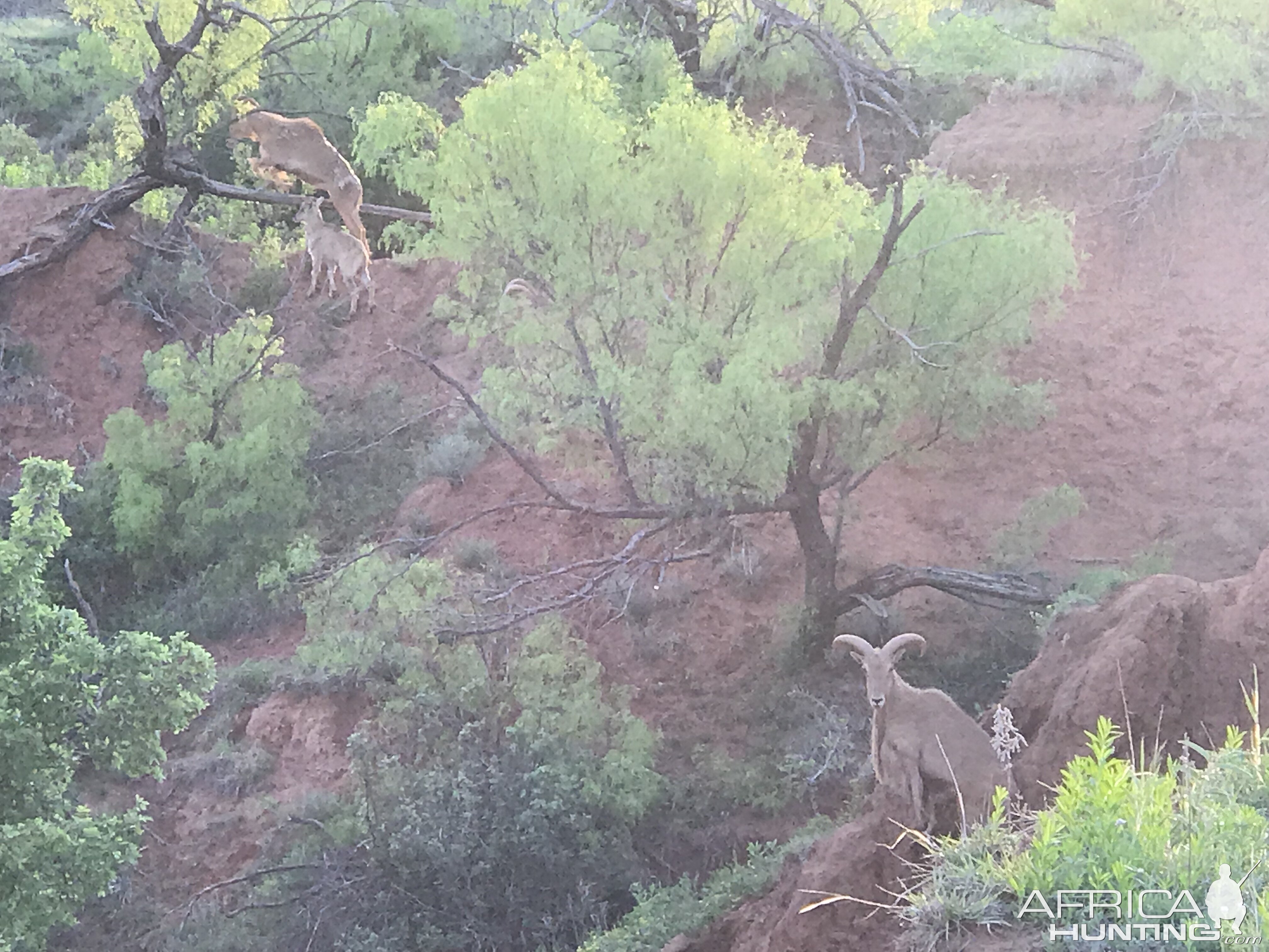 Aoudad Texas USA