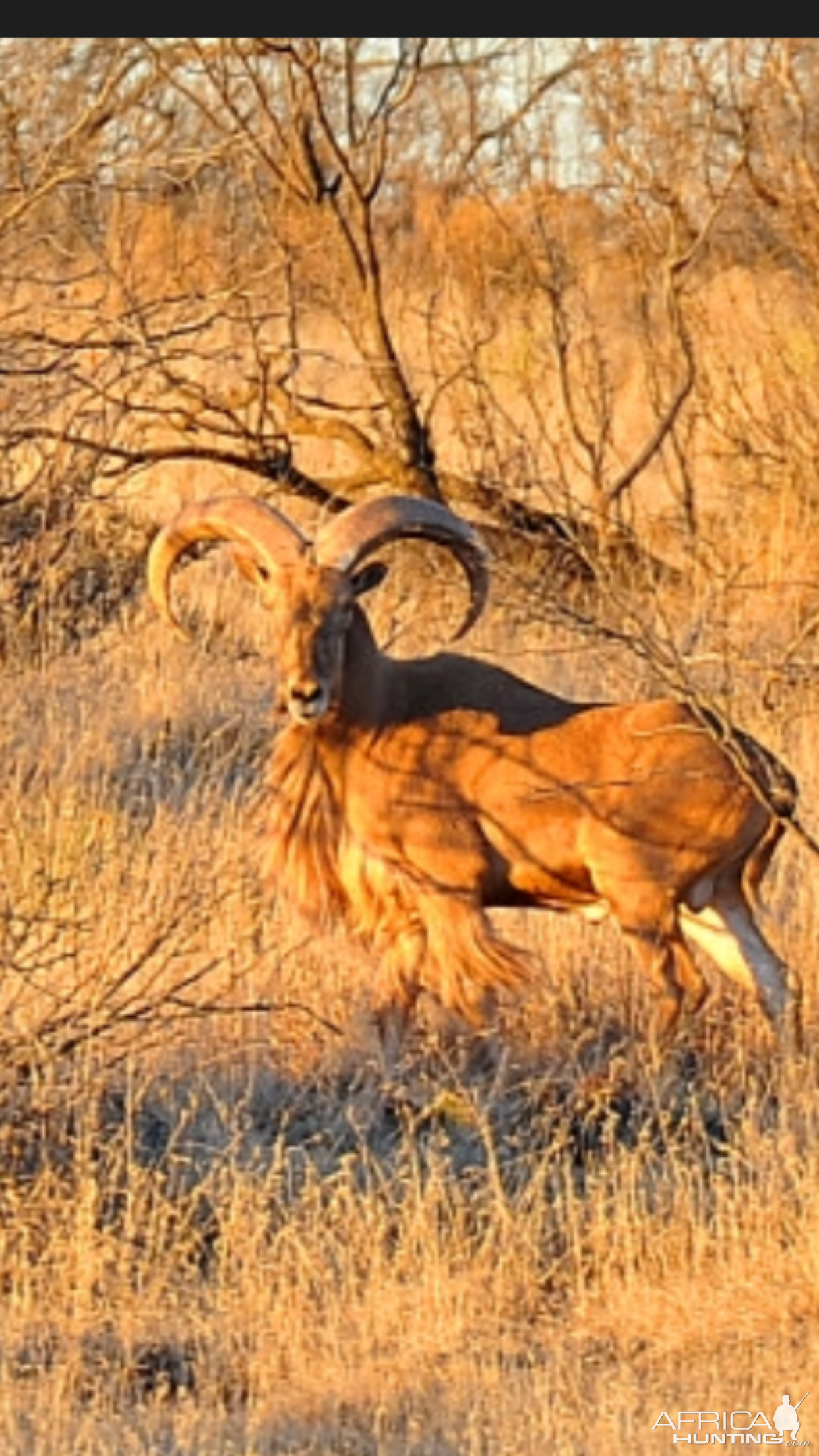 Aoudad Texas