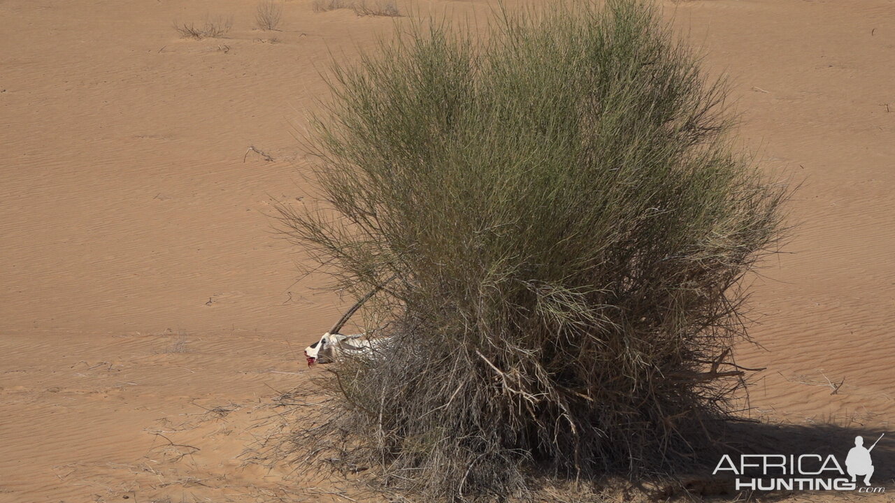 Arabian Oryx Bow Hunting United Arab Emirates