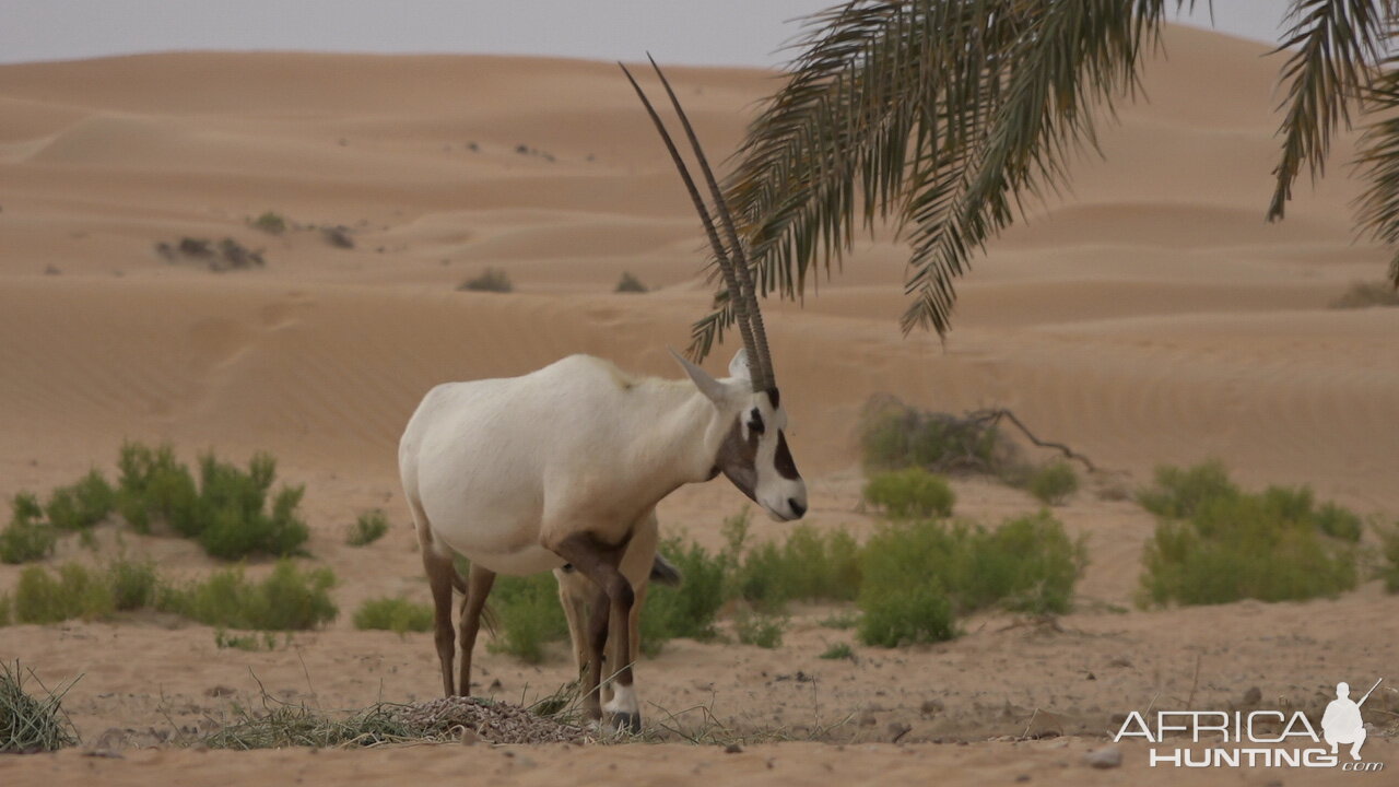 Arabian Oryx United Arab Emirates