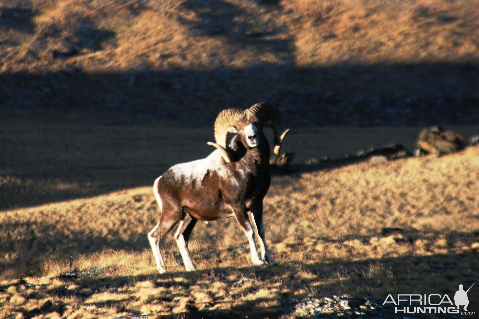 Argali in the outter parts of China