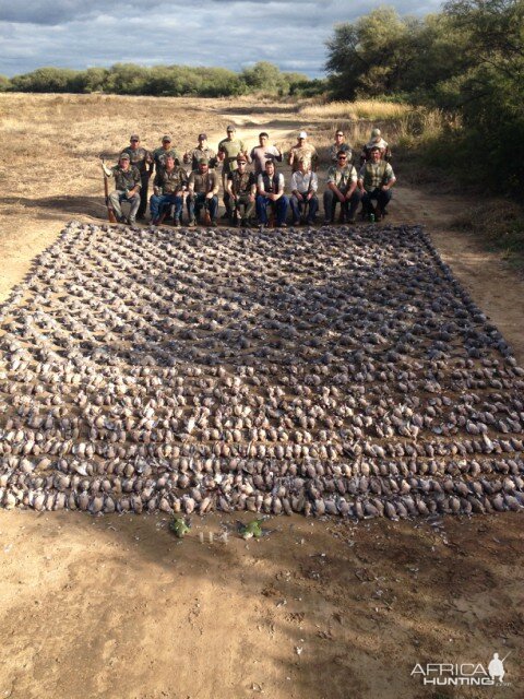 Argentina Bird Hunting