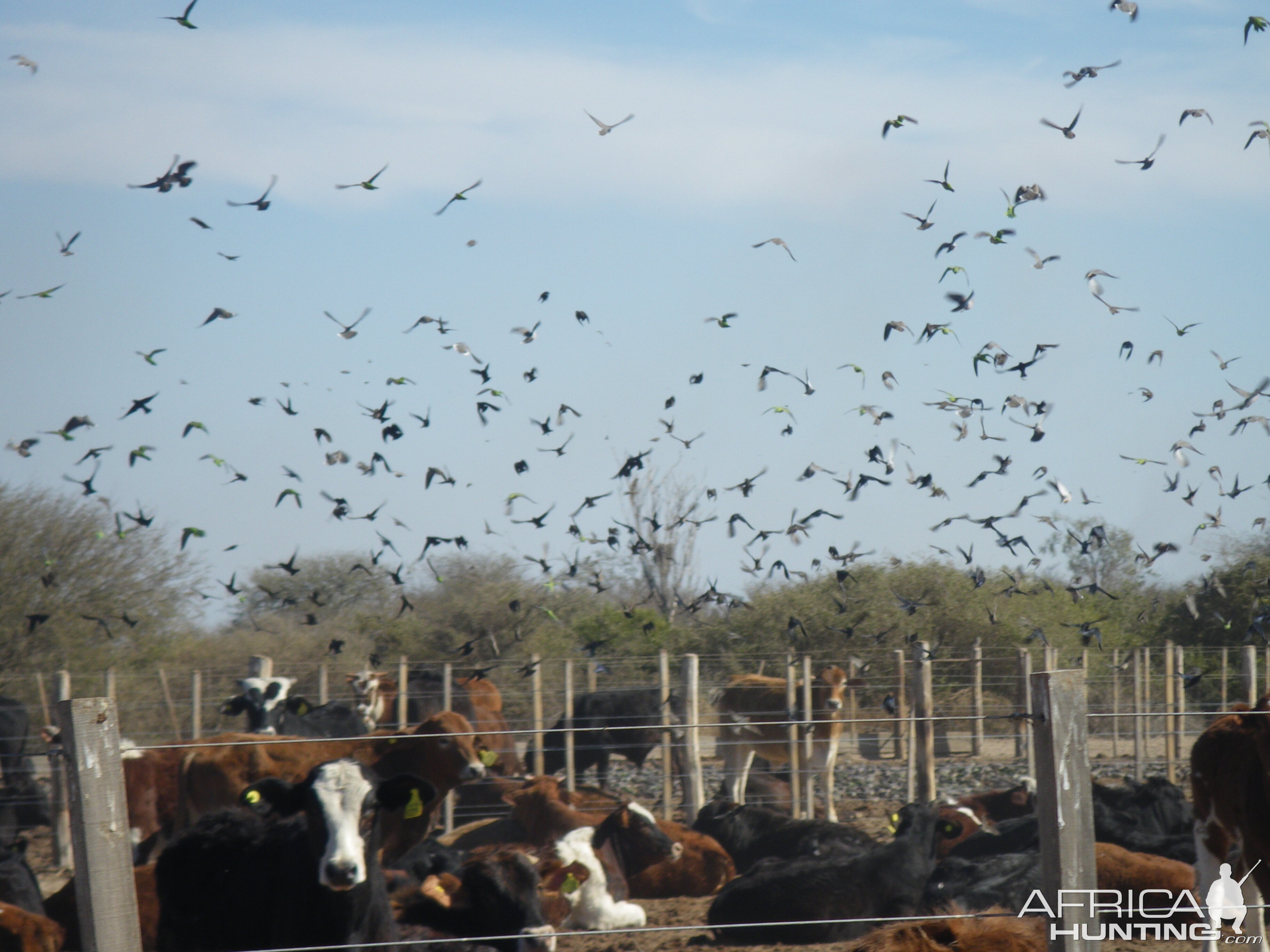 Argentina Bird Hunting