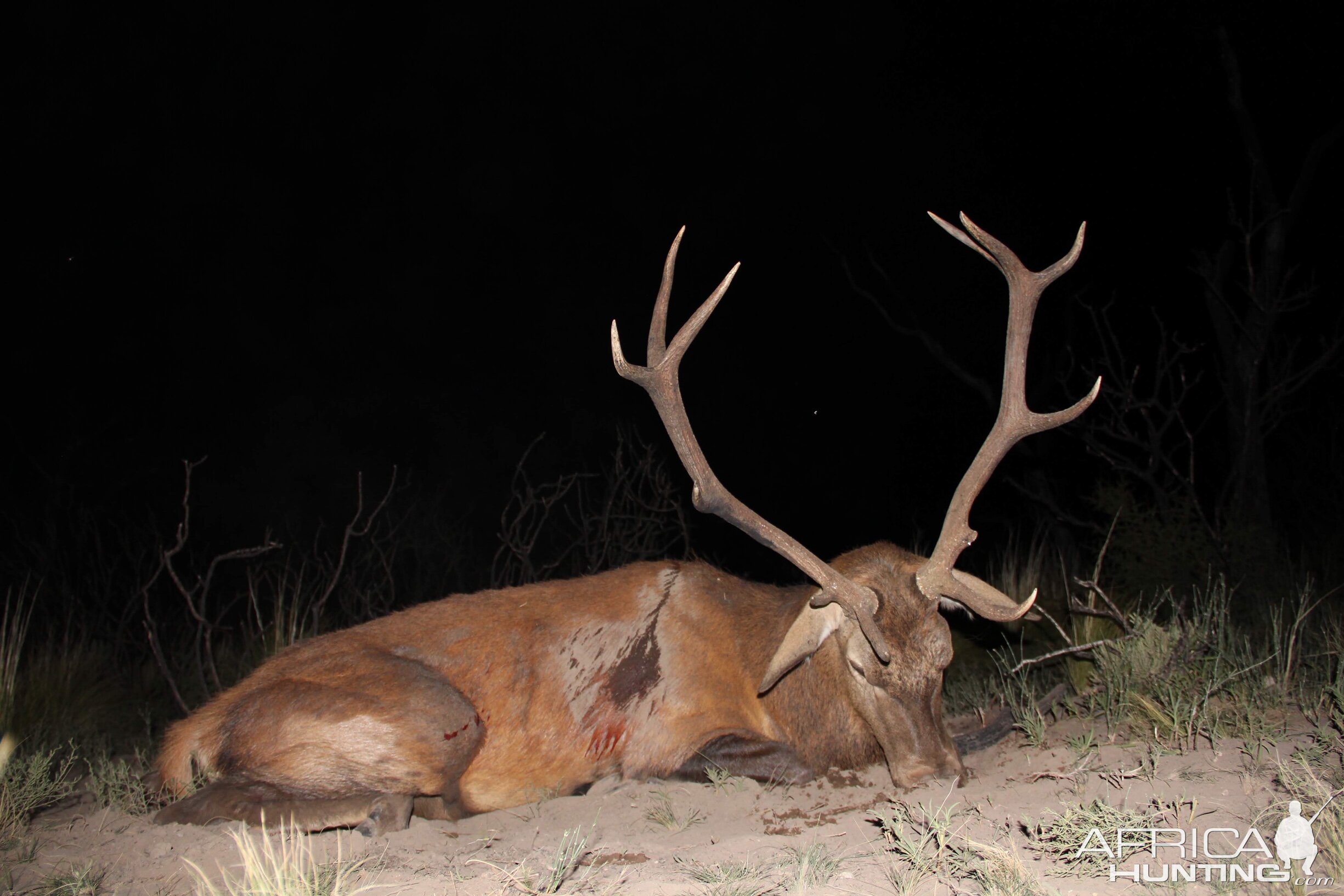 Argentina Bow Hunting Red Stag