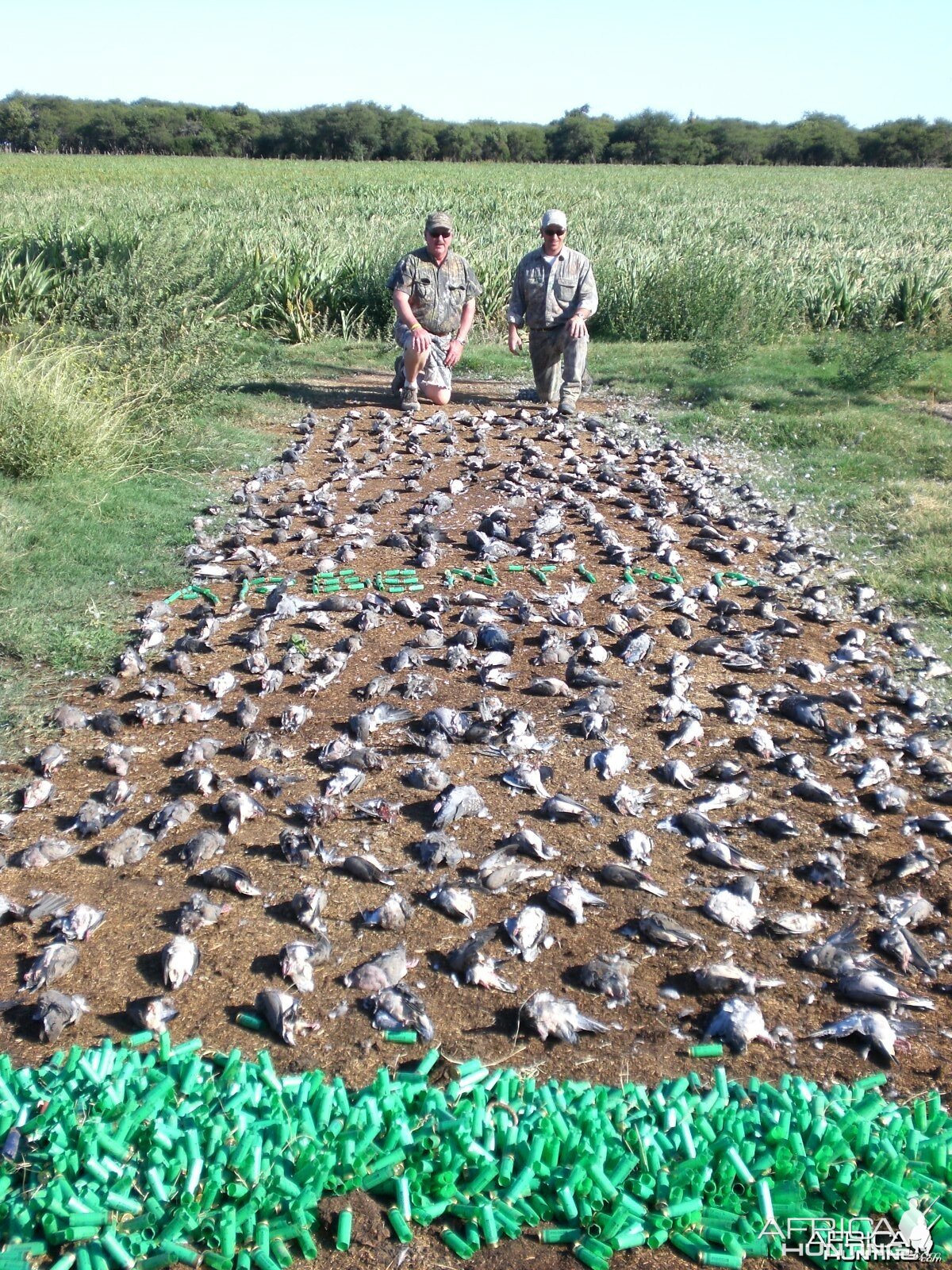 Argentina High Volume Dove Hunting