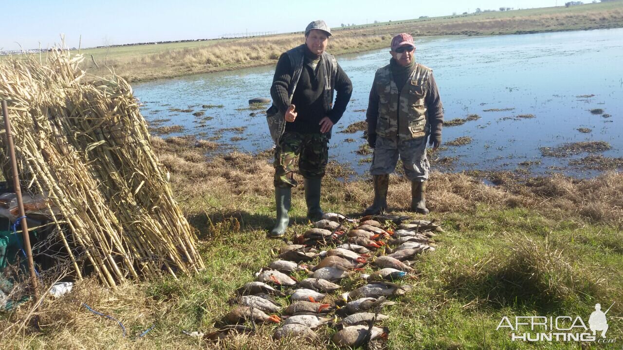 Argentina Hunt Duck