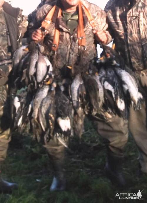 Argentina Hunt Duck