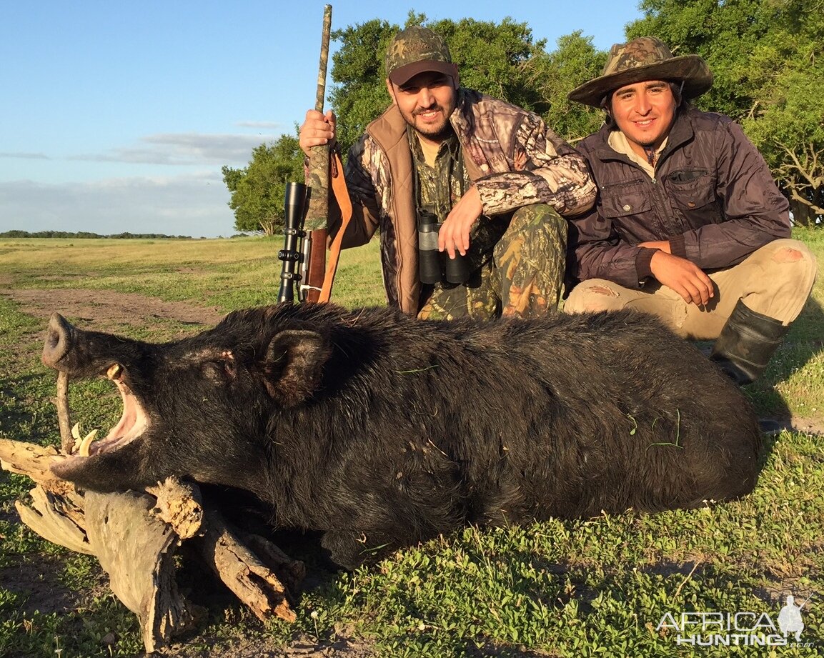 Argentina Hunt Wild Boar