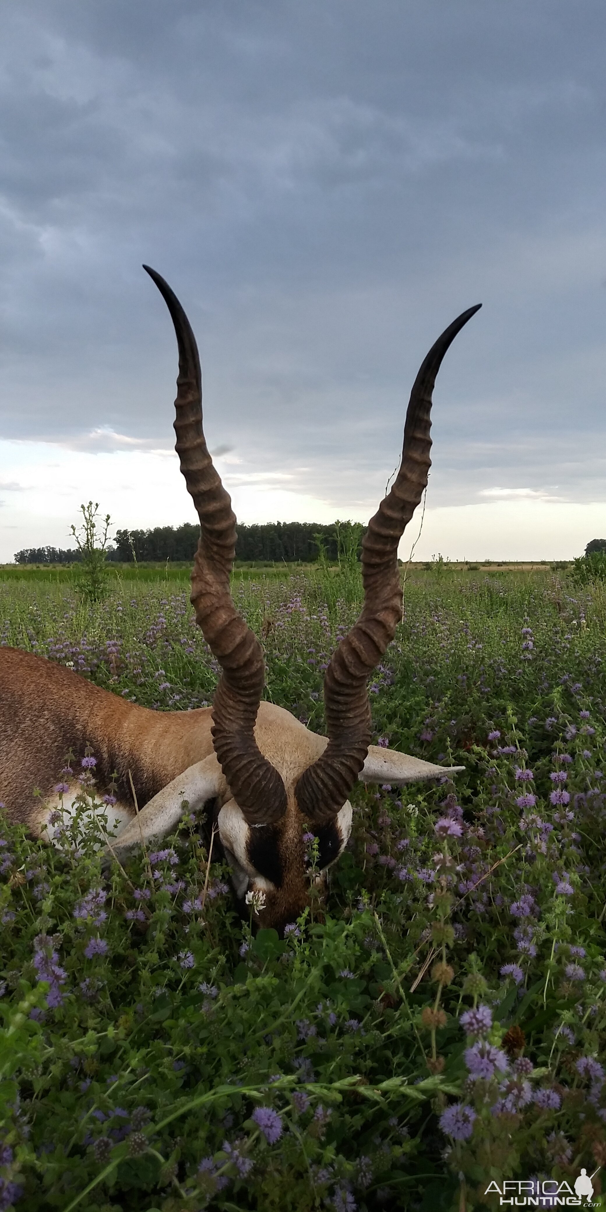 Argentina Hunting Blackbuck