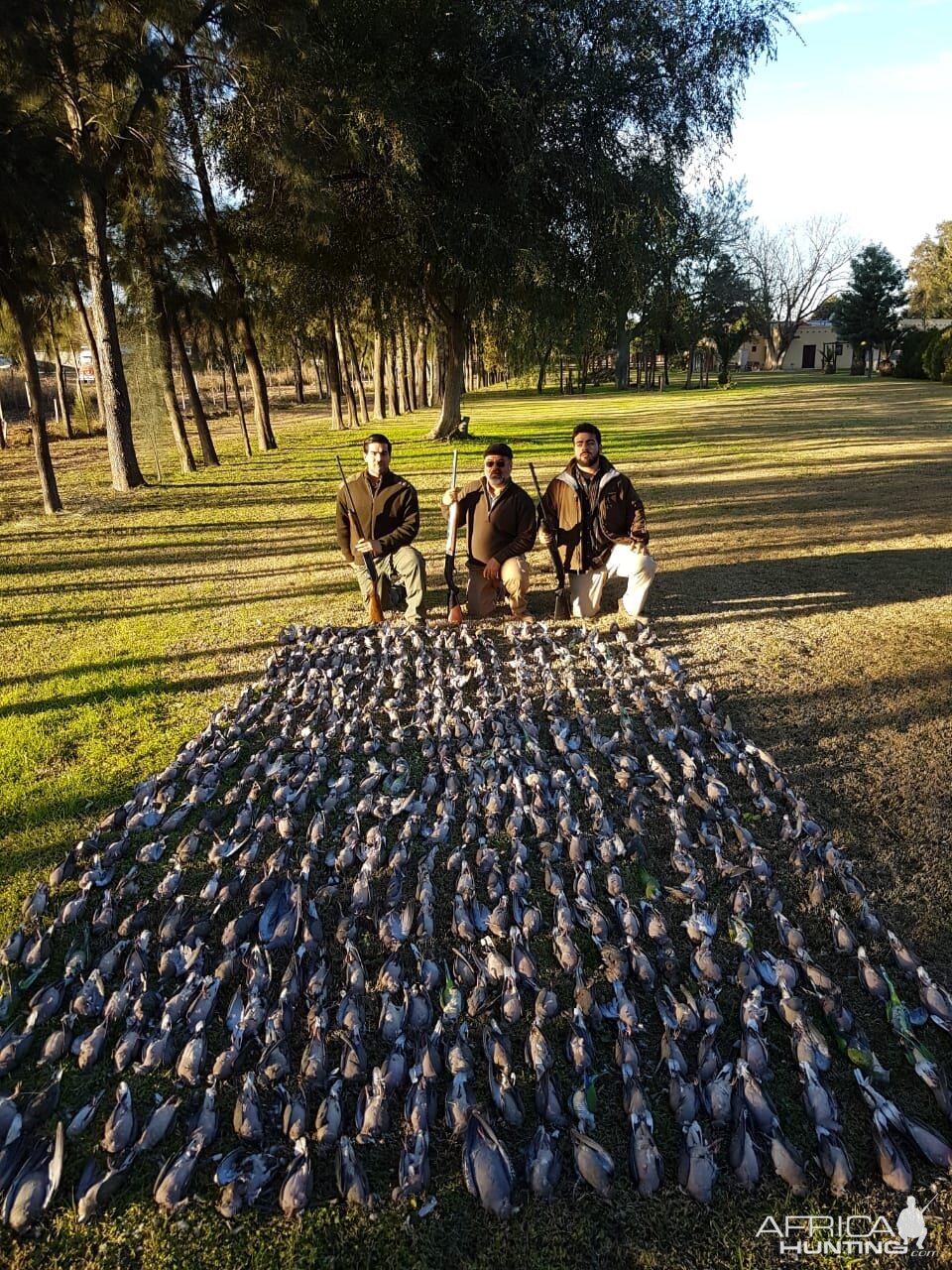 Argentina Hunting Dove