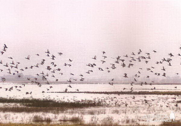 Argentina Hunting Duck & Geese