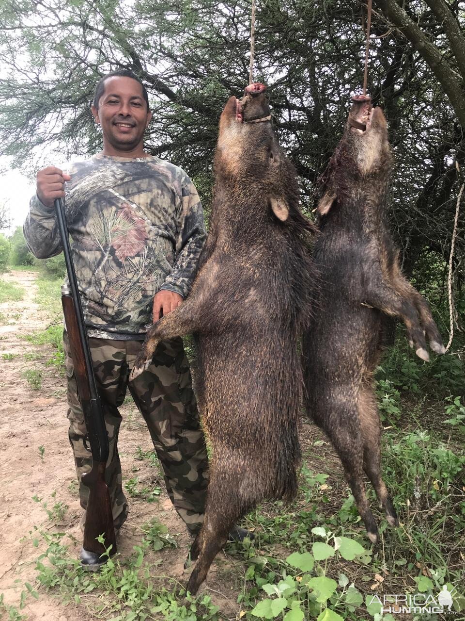 Argentina Hunting Wild Boar