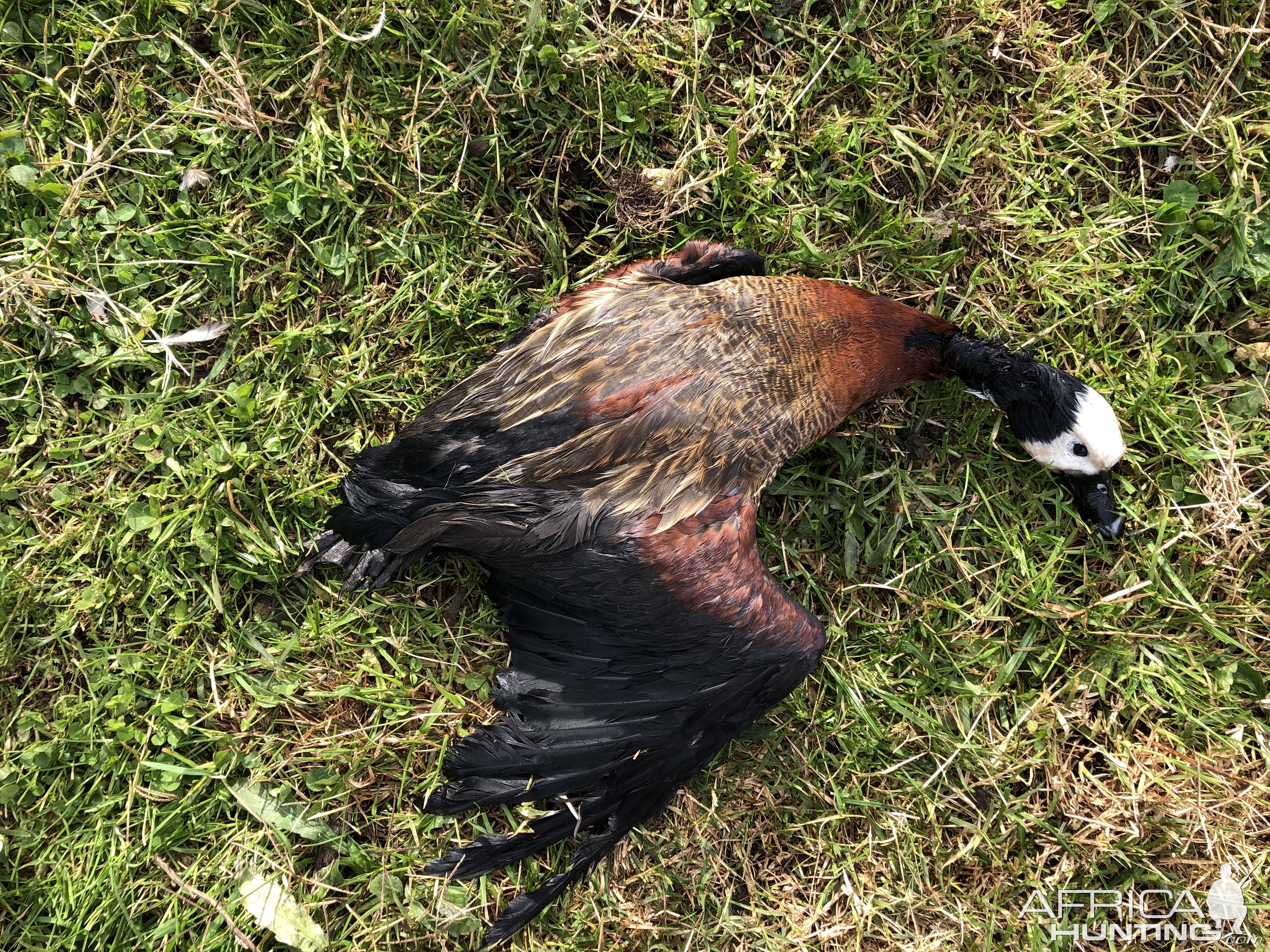 Argentina Wingshooting Duck