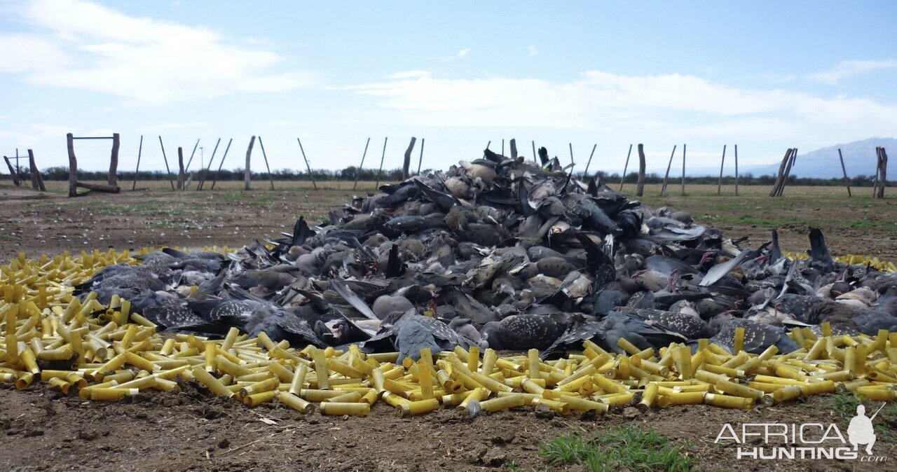 Argentina Wingshooting