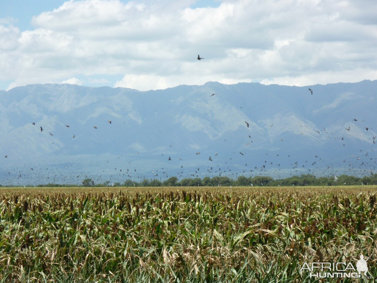 Argentina Wingshooting