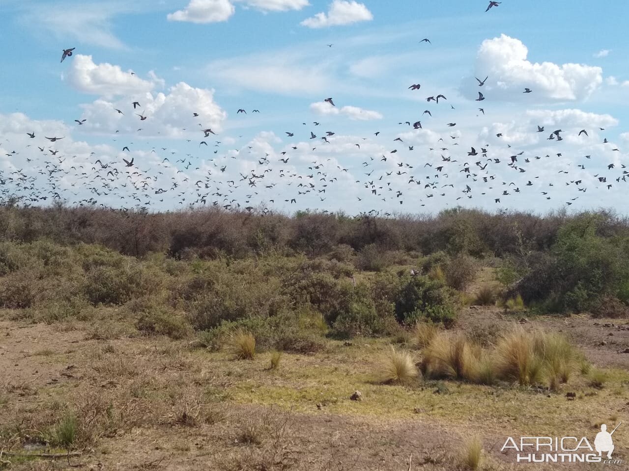 Argentina Wingshooting