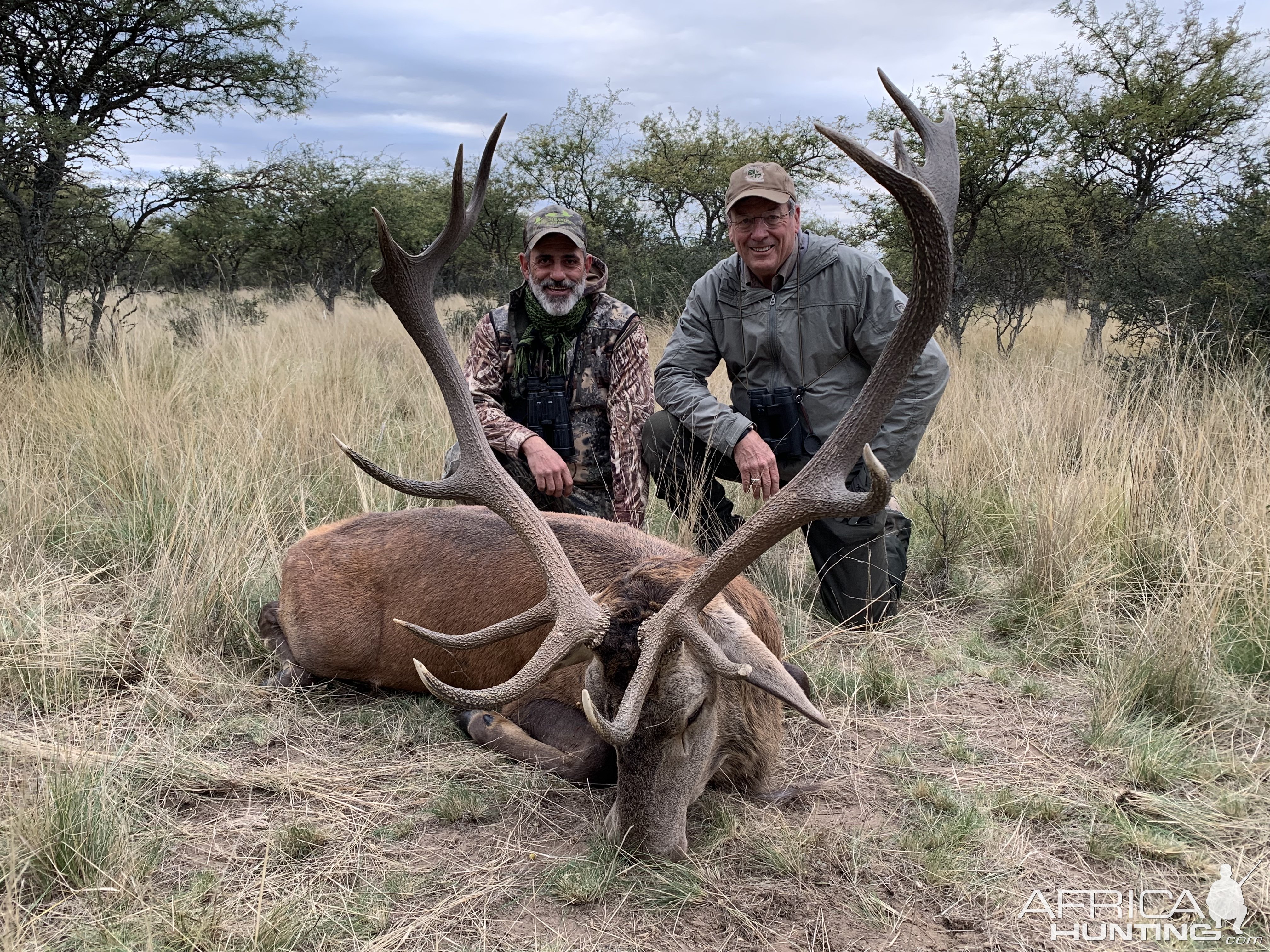 Argentine Red Stag