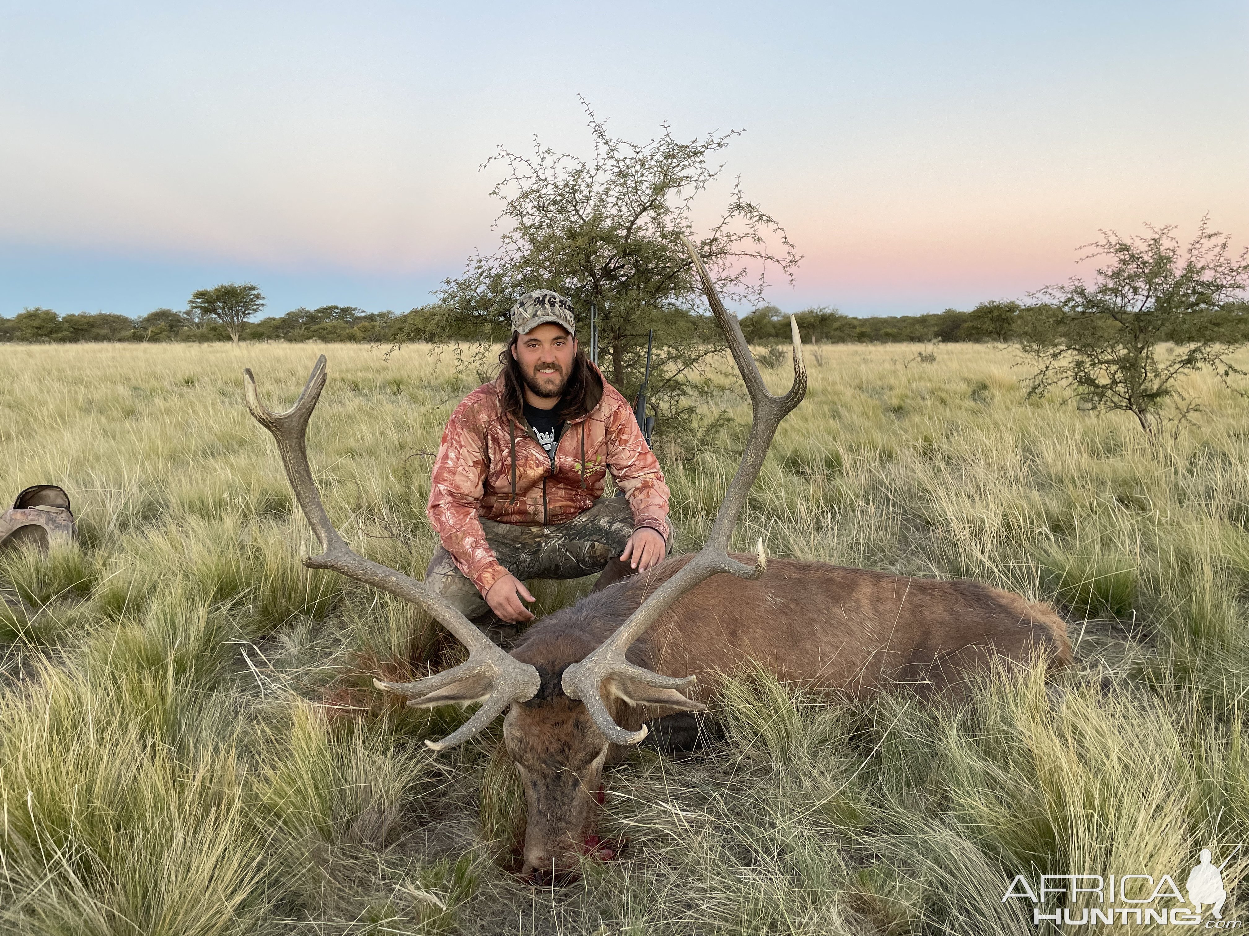 Argentine Red Stag