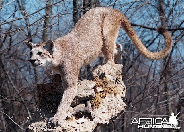 Argentinean Puma