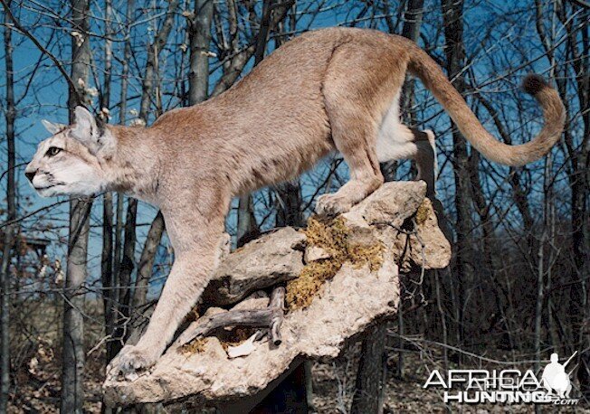 Argentinean Puma