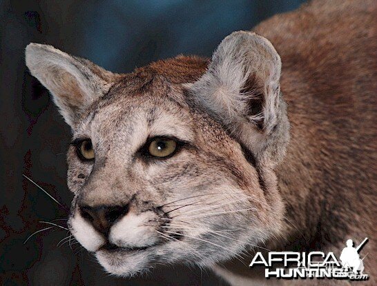 Argentinean Puma