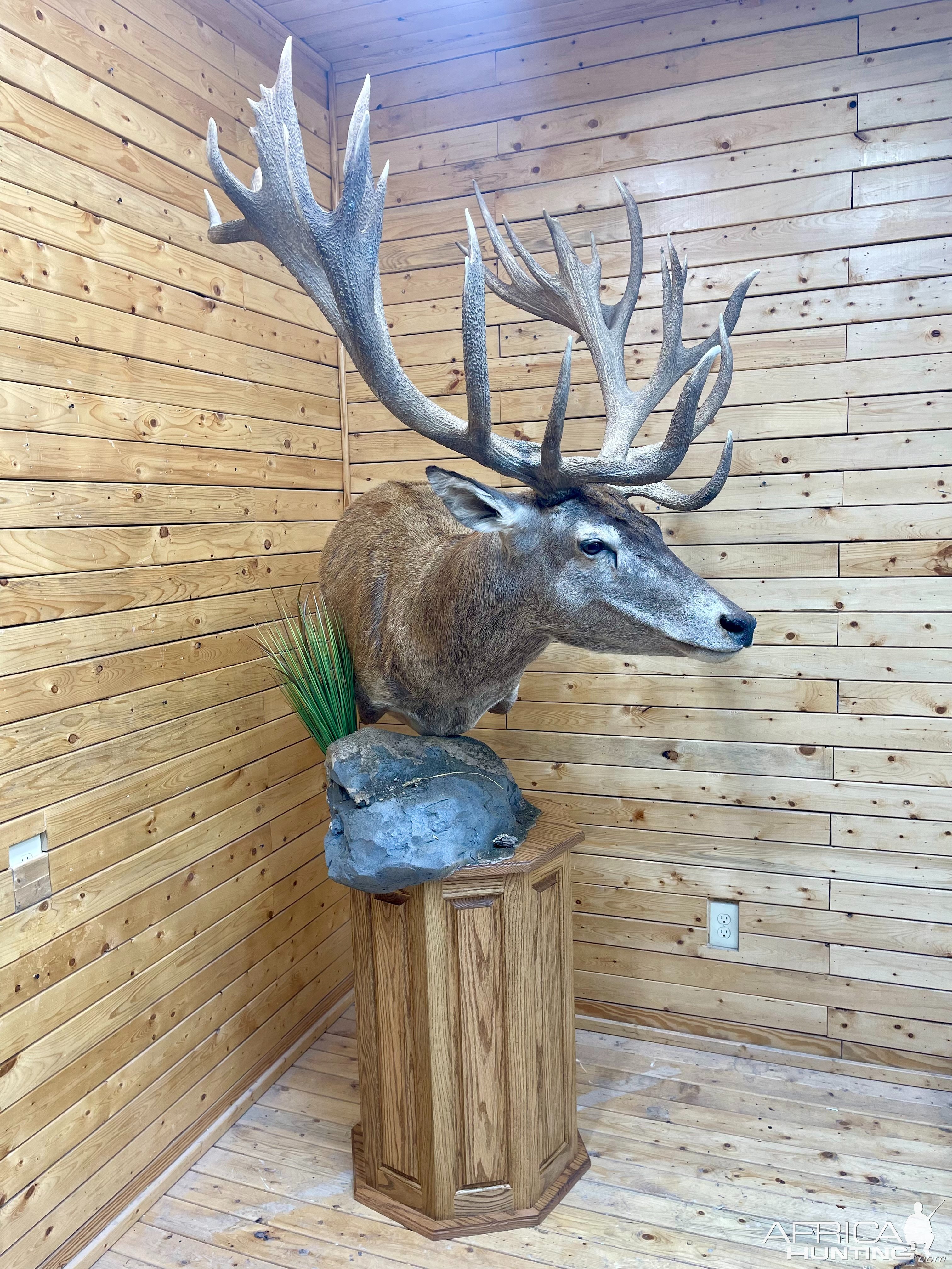 Argentinian Red Deer Pedestal Mount Taxidermy