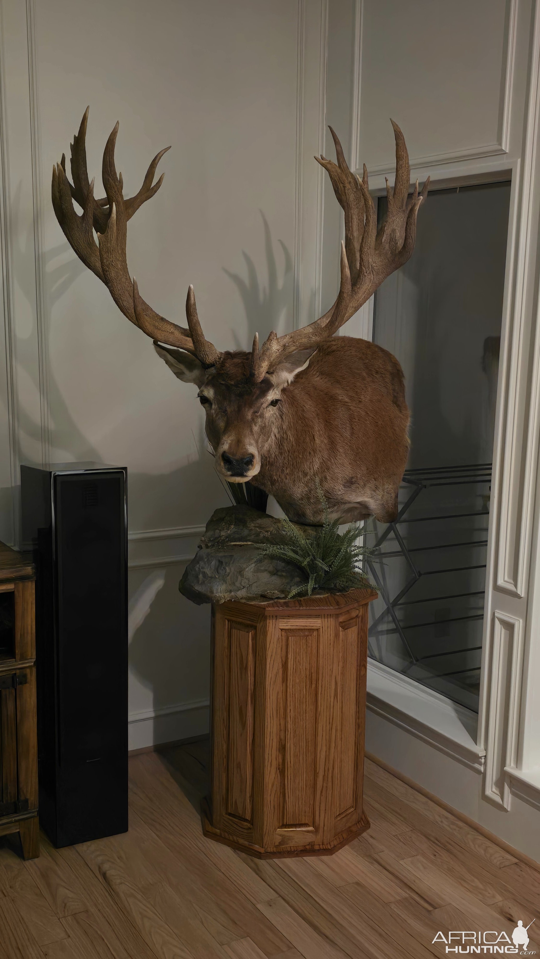 Argentinian Red Deer Pedestal Mount Taxidermy