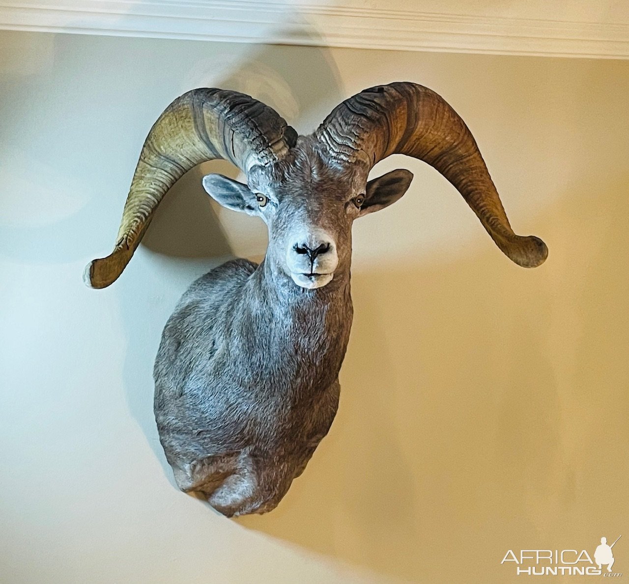 Arizona Desert Bighorn Sheep Shoulder Mount Taxidermy