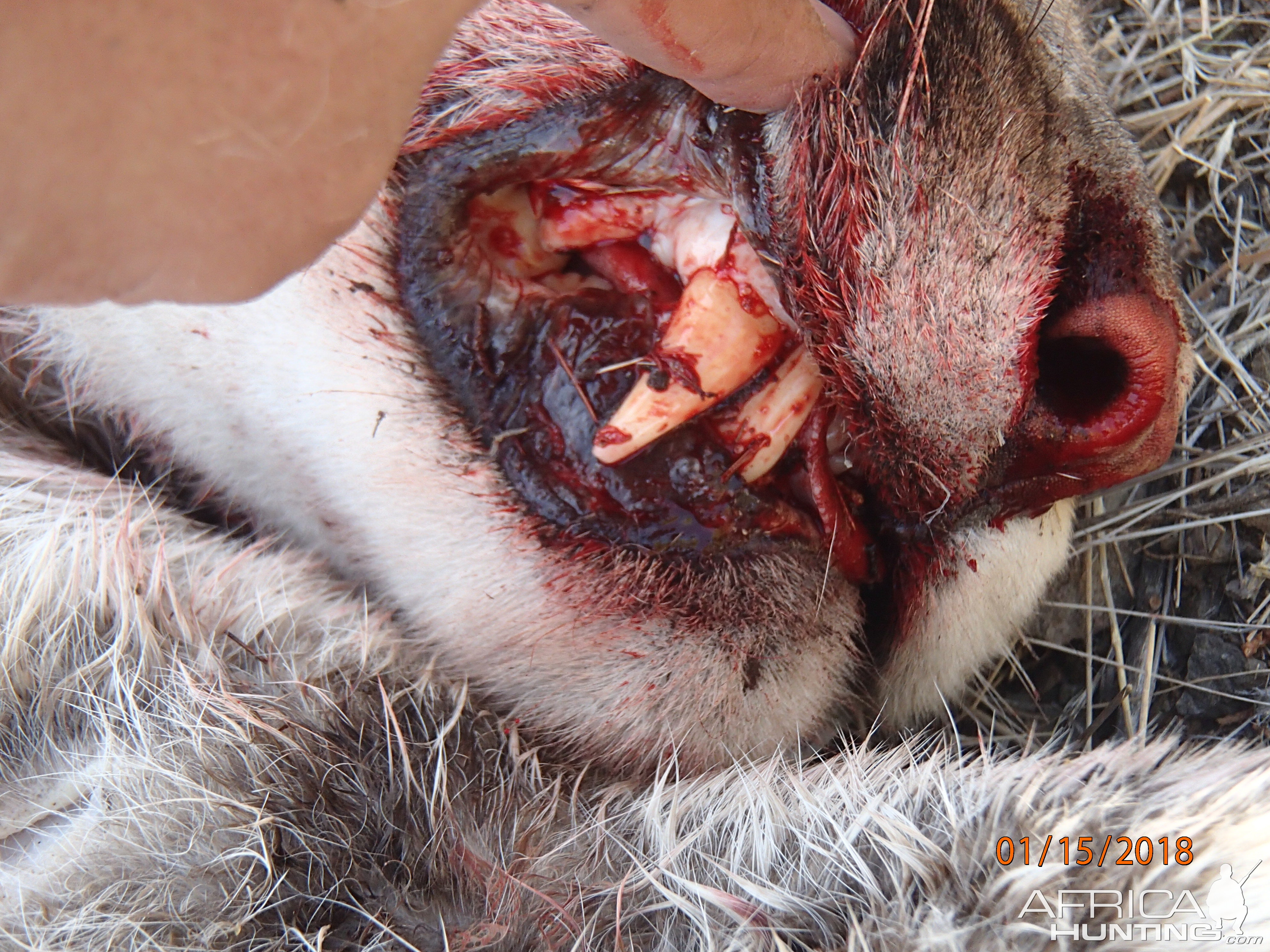 Arizona Hunt Mountain Lion