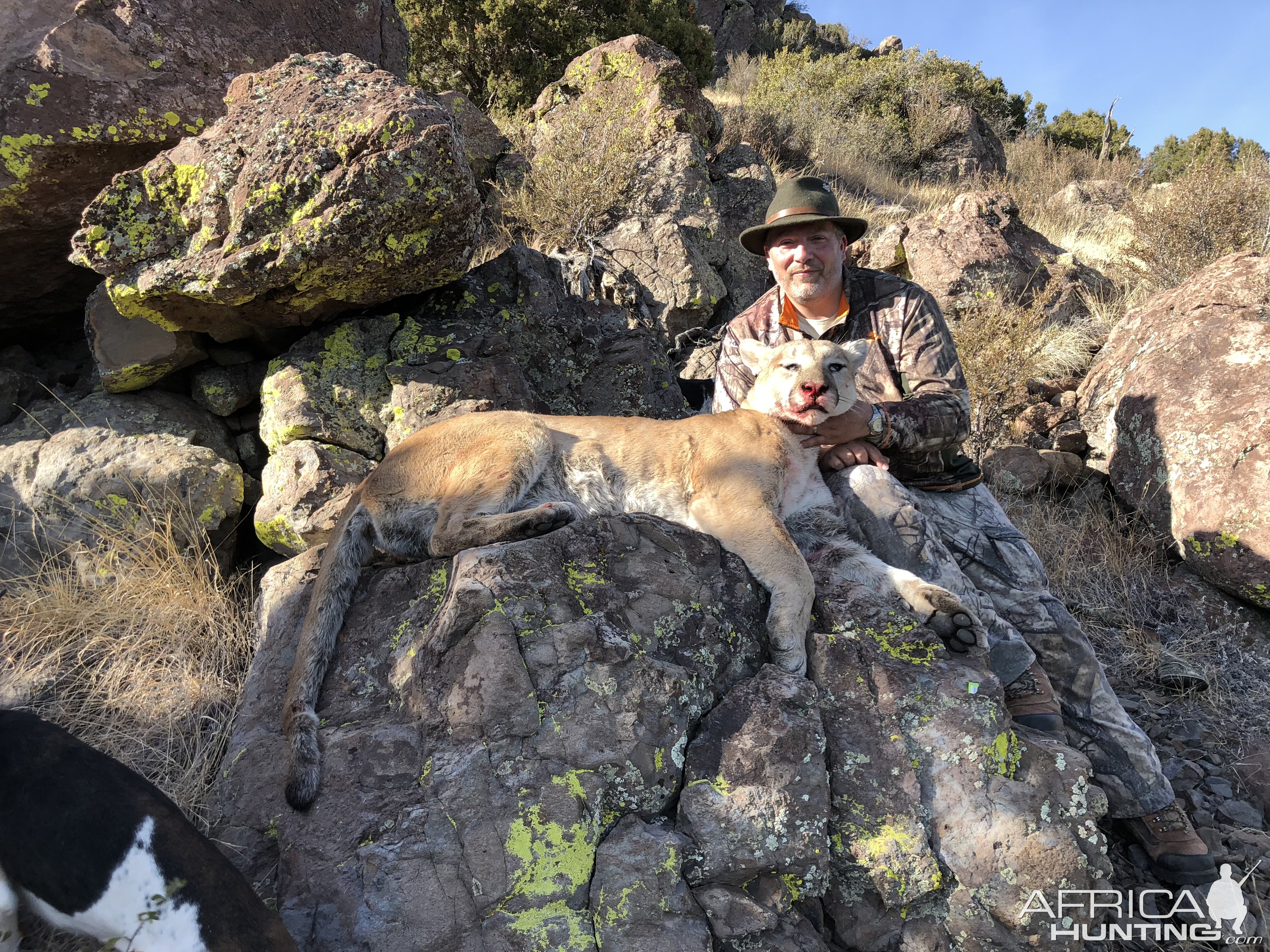 Arizona Hunting Mountain Lion