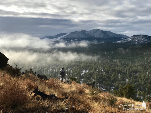 Arizona USA Hunt Cow Elk