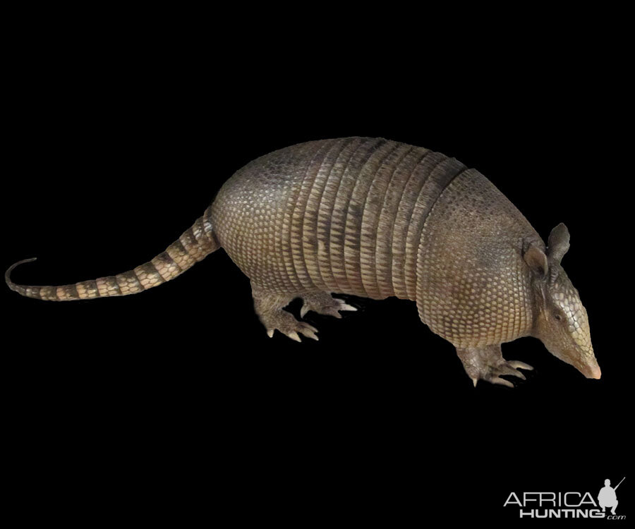 Armadillo Full Mount Taxidermy