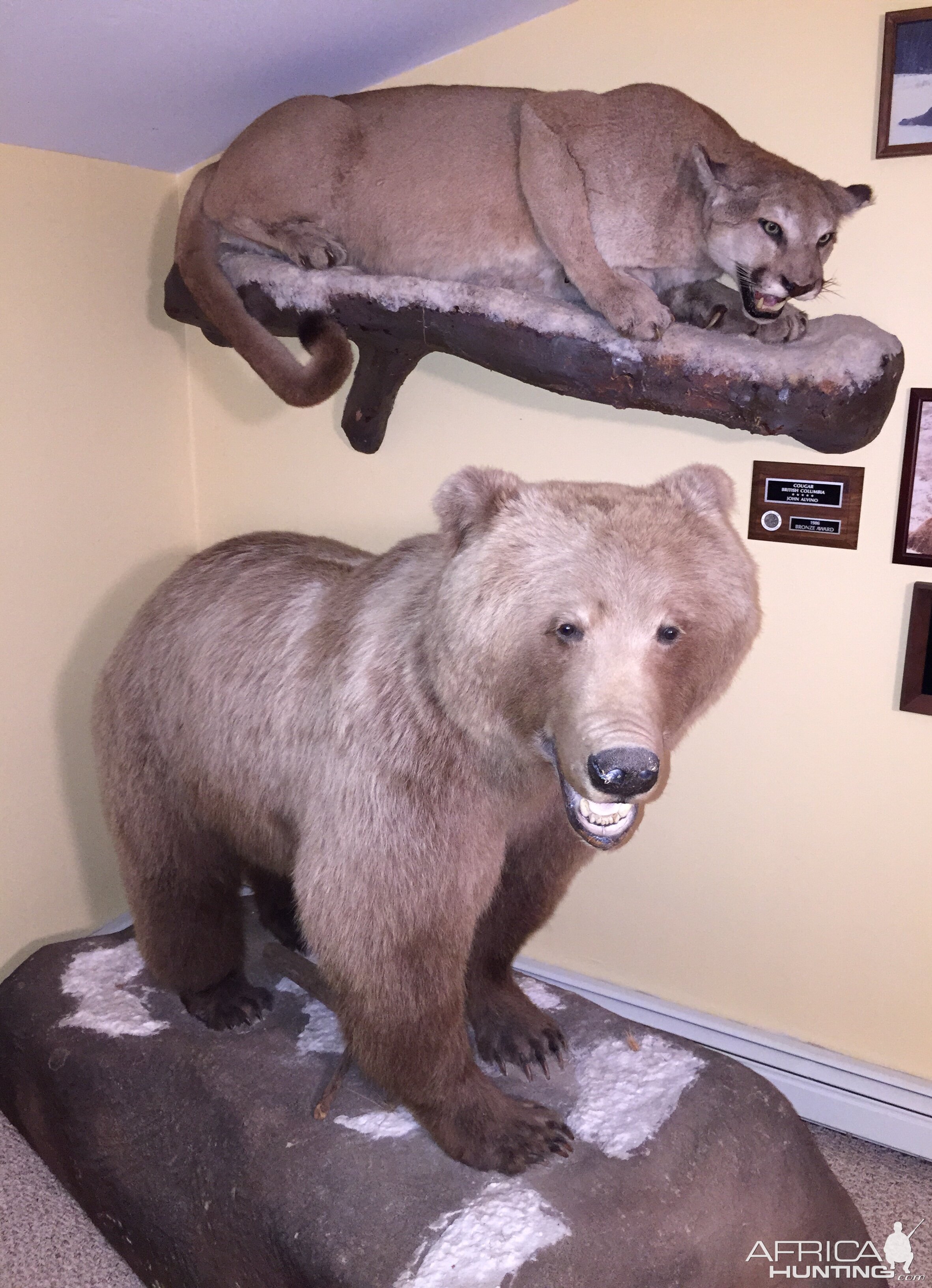 Artic Grizzly Bear Full Mount Base Before