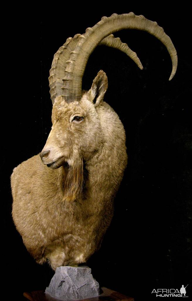 Asian Ibex Pedestal Shoulder Mount Taxidermy