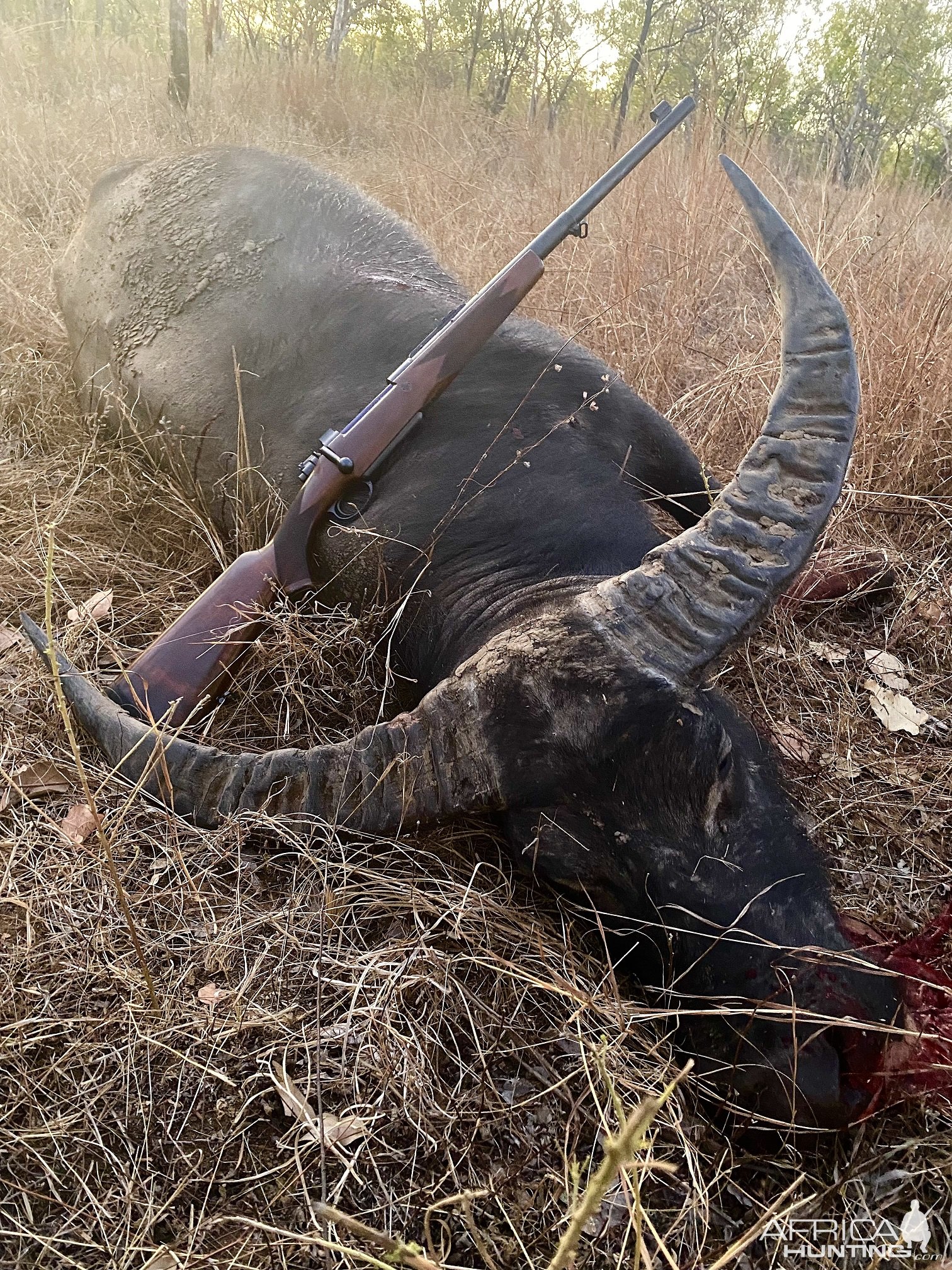 Asian Water Buffalo Hunt Australia