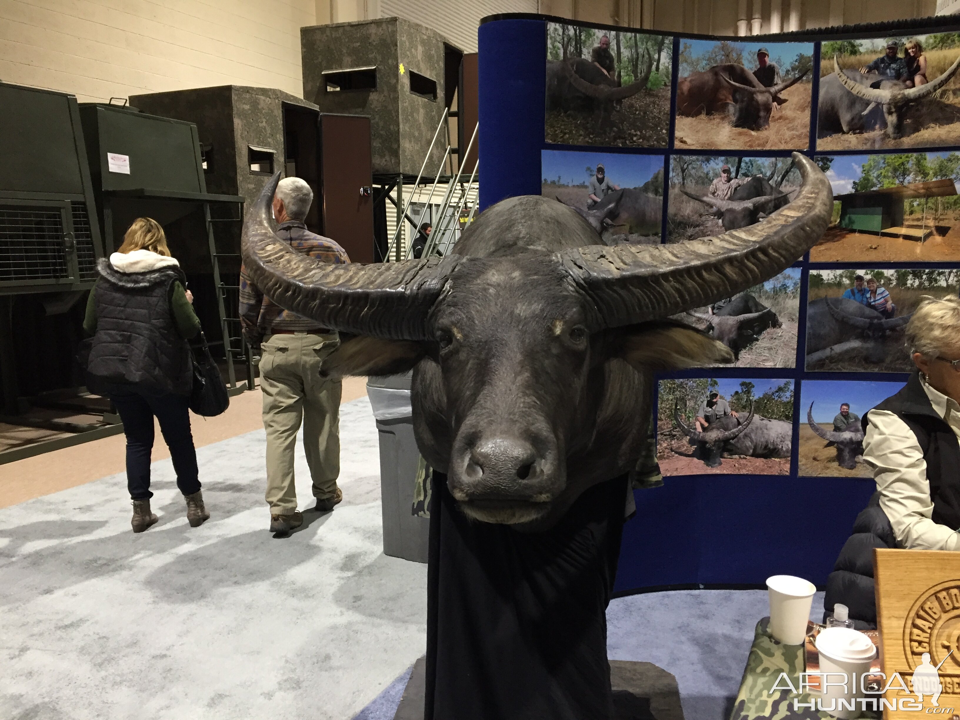 Asiatic Buffalo Shoulder Mount Taxidermy